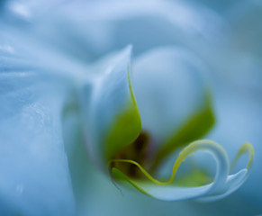 Schöne Blume