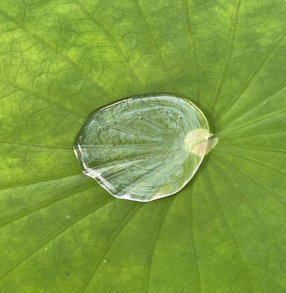 Regentropfen auf einem Blatt einer Pflanze