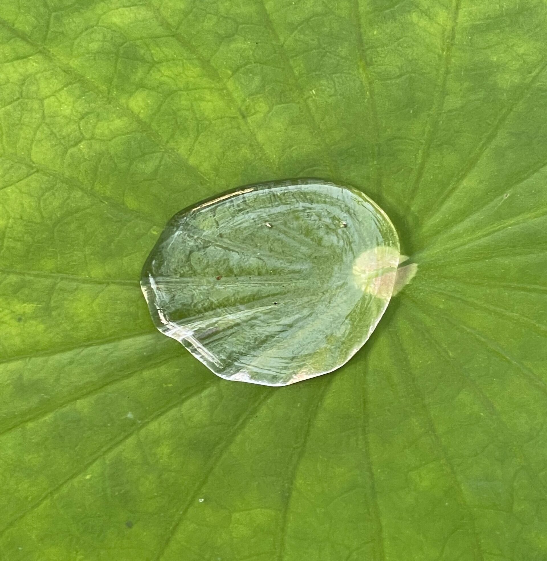 Regentropfen auf einem Blatt einer Pflanze