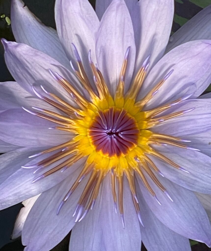 Wunderschöne lila Blüte