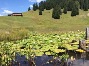 Landschaft von Stels